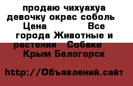 продаю чихуахуа девочку,окрас соболь › Цена ­ 25 000 - Все города Животные и растения » Собаки   . Крым,Белогорск